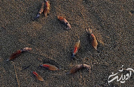 عکس های خلیج تویوما خلیج تویوما,سواحل شب تاب,سواحل شب تاب